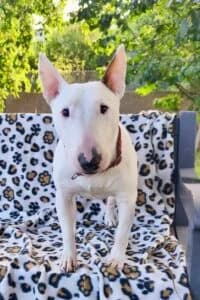 Snow, male 3yo Mixed Breed for adoption at Tierheim Marburg, Marburg
