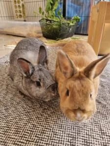 Vermittlungshilfe Honeybunny Und Smokey, female young Mixed Breed for adoption at Tierheim Marburg, Marburg
