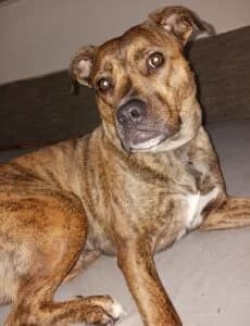 Von Privat Mascha, weiß female 5yo Staffordshire Bull Terrier for adoption at Tierheim Marburg, Marburg