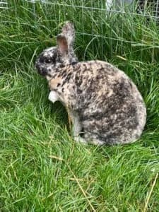Von Privat Pfoetchen, male 6yo mixed breed for adoption at Tierheim Marburg, Marburg