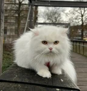 Von Privat Perserkatze, female young Persian for adoption at Tierheim Marburg, Marburg