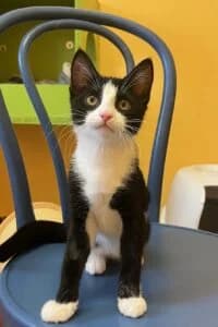Flicker, female puppy Mixed Breed for adoption at Tierheim Marburg, Marburg