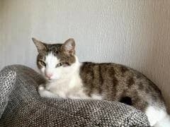 Von Privat Fiete, male 7yo Mixed Breed for adoption at Tierheim Marburg, Marburg