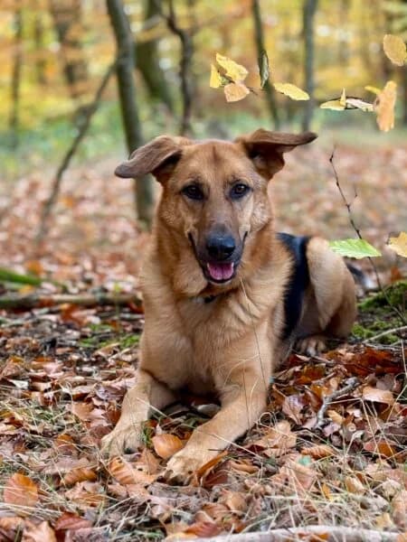 Nino, beige male 4yo German Shepherd for adoption at Tierheim Mayen, Mayen