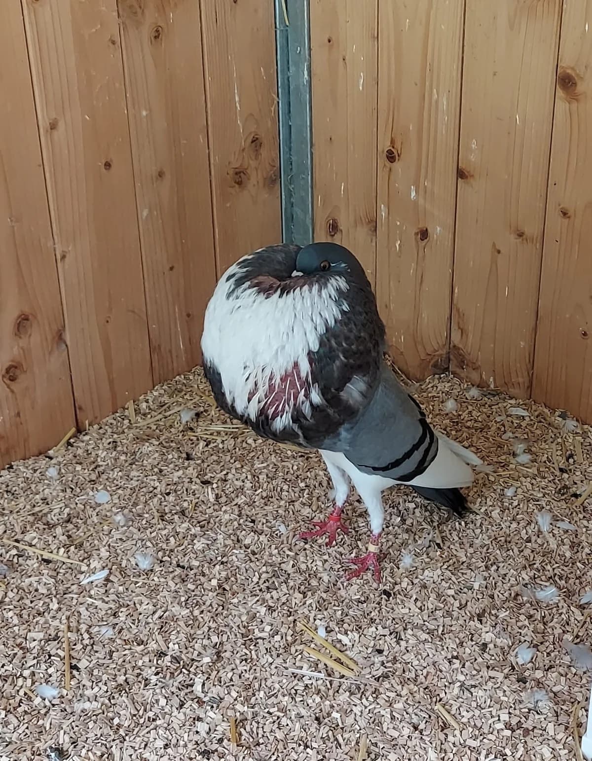 Kropfi,  mixed breed for adoption at Tierheim Mayen, Mayen