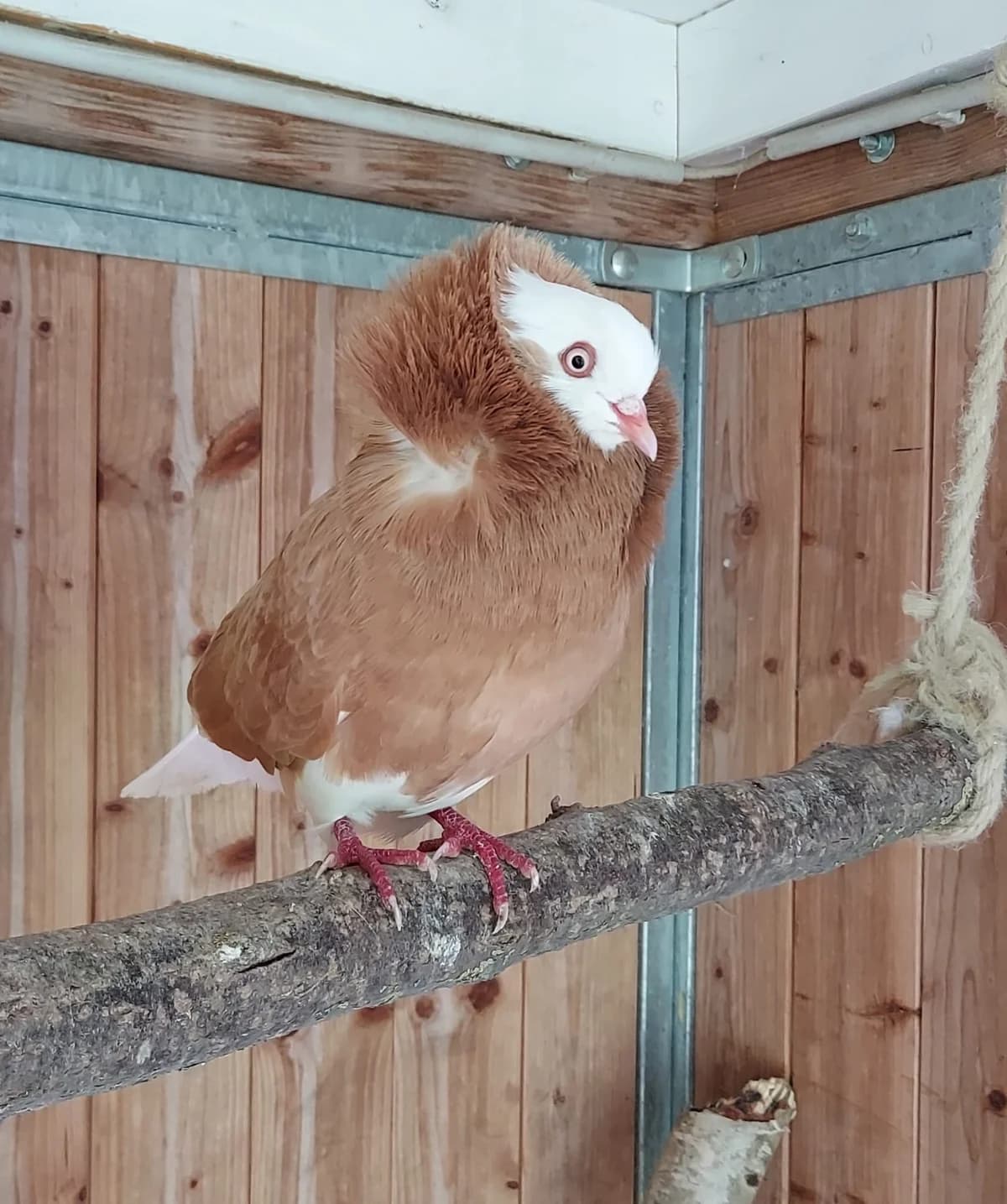 Prada,  mixed breed for adoption at Tierheim Mayen, Mayen