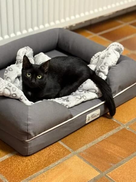 Susi,  young mixed breed for adoption at Tierheim Mayen, Mayen