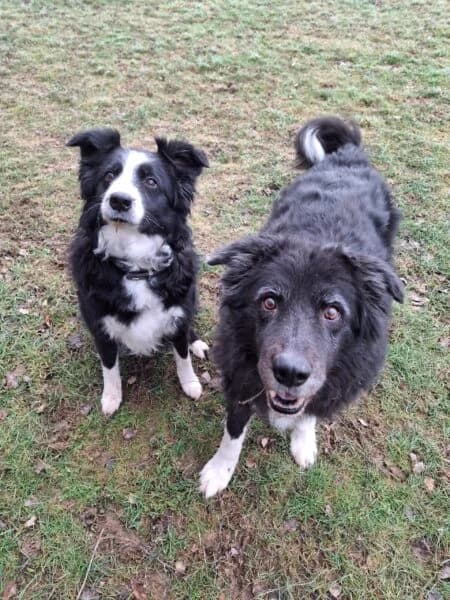 Billie und Grace,  senior Border Collie for adoption at Tierheim Mayen, Mayen
