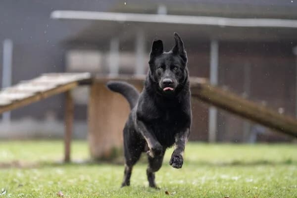 Rocky der II., male 4yo German Shepherd for adoption at Tierheim Mayen, Mayen