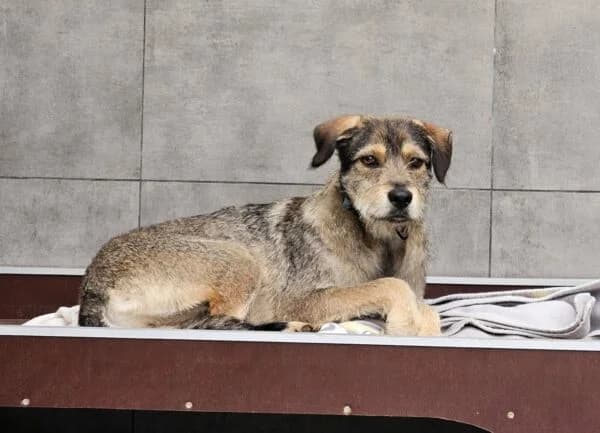 Linus, male young Mixed Breed for adoption at Tierheim Mayen, Mayen