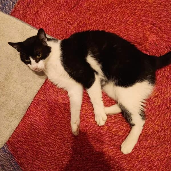 Felix, male mixed breed for adoption at Tierheim Mayen, Mayen