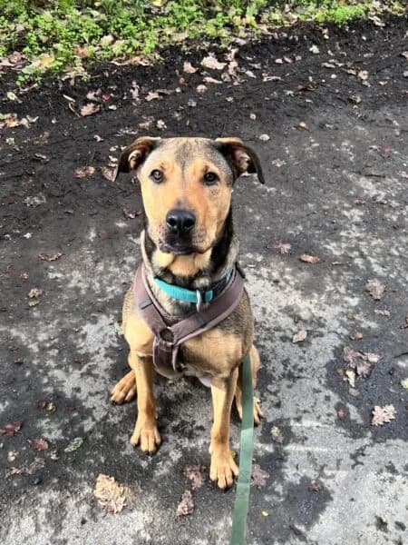 Afrodita, female young Mixed Breed for adoption at Tierheim Mayen, Mayen