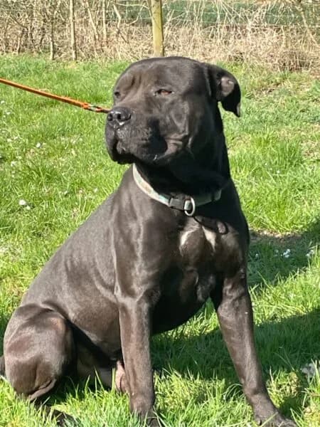 Tyson, male 4yo Pit Bull Terrier for adoption at Tierheim Mayen, Mayen