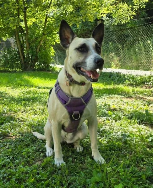 Rami, female 6yo Mixed Breed for adoption at Tierheim Mayen, Mayen