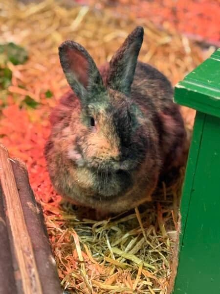 Möhre, female 4yo Mixed Breed for adoption at Tierheim Mayen, Mayen