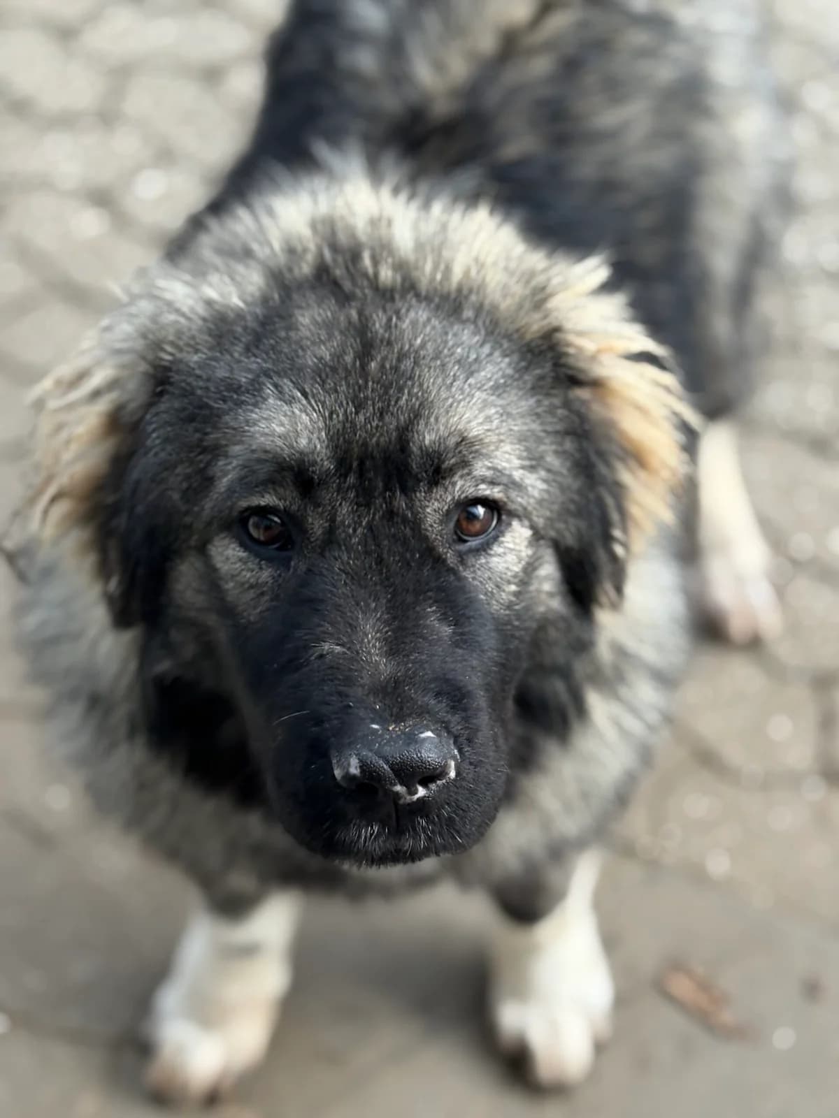 Lily, female young mixed breed for adoption at Tierheim Mayen, Mayen