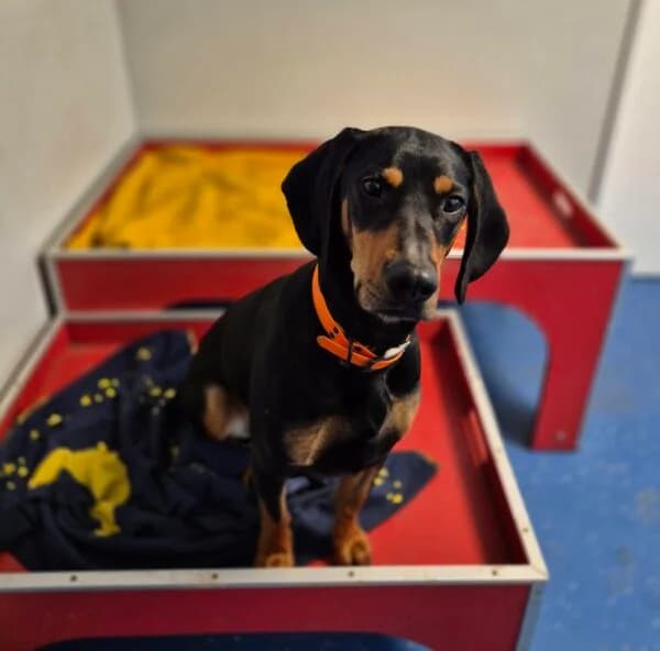 Betty, female 4yo mixed breed for adoption at Tierheim Mayen, Mayen