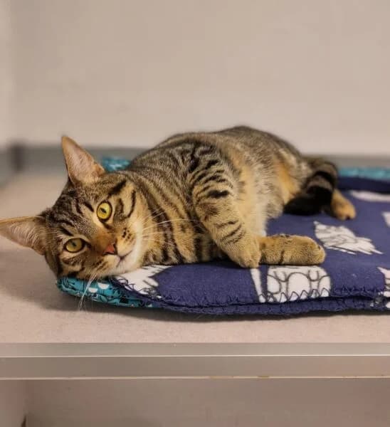 Maxi, male puppy mixed breed for adoption at Tierheim Mayen, Mayen