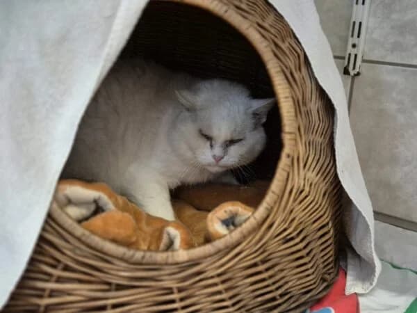 Sultan, weiß male young mixed breed for adoption at Tierheim Mayen, Mayen