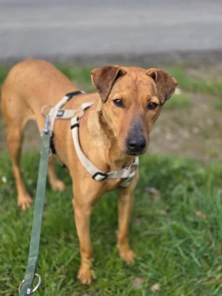 Bonni, female 3yo Mixed Breed for adoption at Tierheim Mayen, Mayen