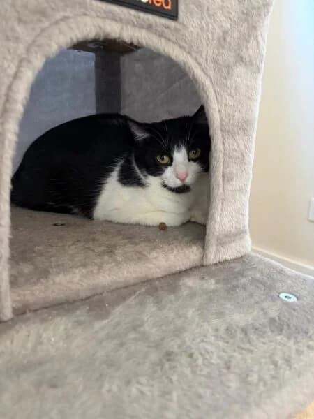 Saskia, female young mixed breed for adoption at Tierheim Mayen, Mayen