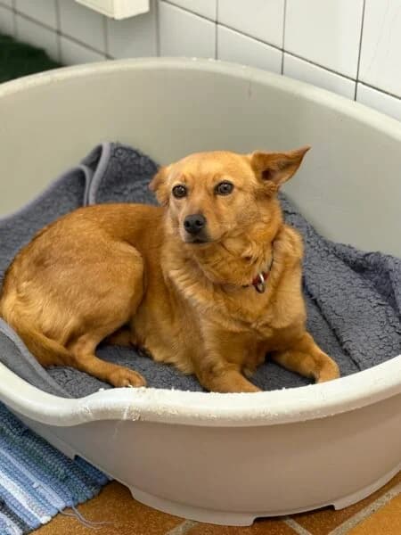 Lasie, female 4yo Mixed Breed for adoption at Tierheim Mayen, Mayen