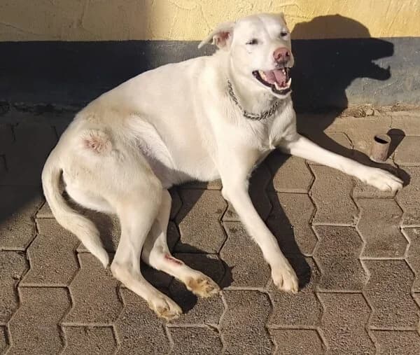 Skubbi, male 7yo Mixed Breed for adoption at Tierheim Mayen, Mayen