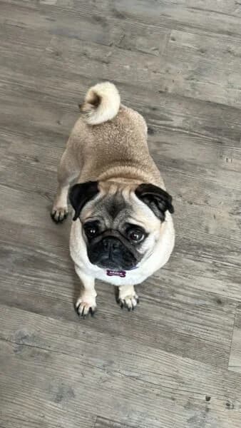 Doris, female 7yo Pug for adoption at Tierheim Mayen, Mayen