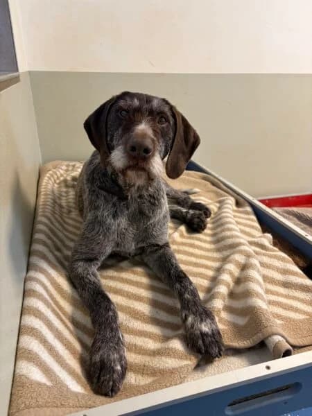 Herr Müller, male senior mixed breed for adoption at Tierheim Mayen, Mayen