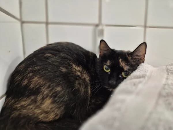 Nala, female young mixed breed for adoption at Tierheim Mayen, Mayen