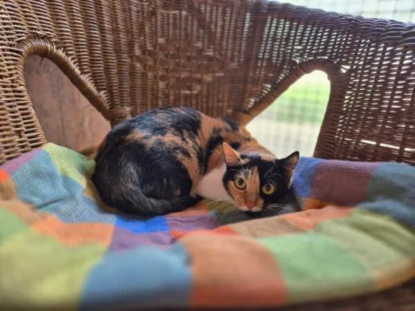 Biescha, female young mixed breed for adoption at Tierheim Mayen, Mayen