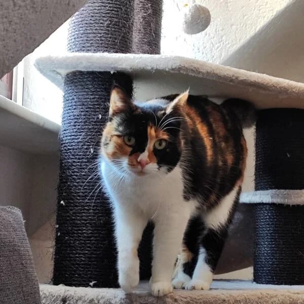 Karamel, female 5yo mixed breed for adoption at Tierheim Mayen, Mayen