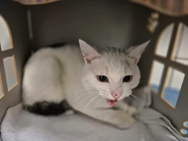 Lio, male puppy mixed breed for adoption at Tierheim Mayen, Mayen