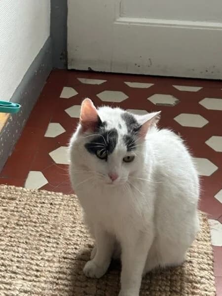 Henry, male 6yo mixed breed for adoption at Tierheim Mayen, Mayen