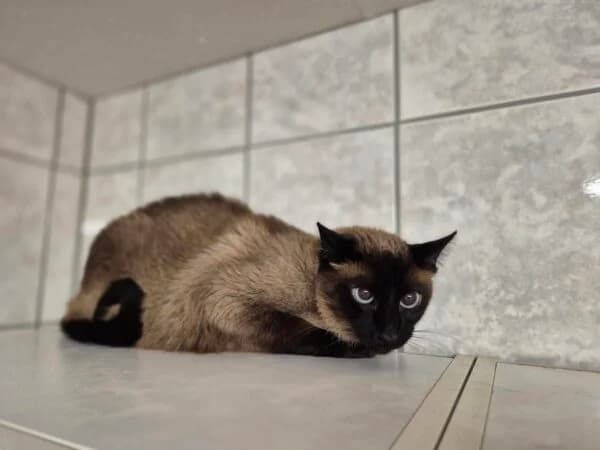 Kissulchen, male senior mixed breed for adoption at Tierheim Mayen, Mayen