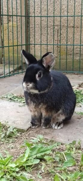 Bueno, male young mixed breed for adoption at Tierheim Mayen, Mayen