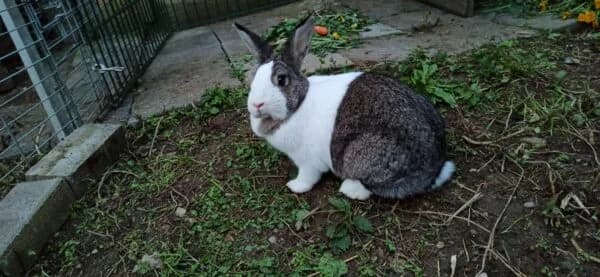 Luna, female mixed breed for adoption at Tierheim Mayen, Mayen