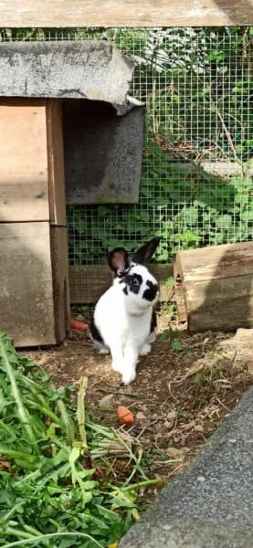 Lilly, female mixed breed for adoption at Tierheim Mayen, Mayen