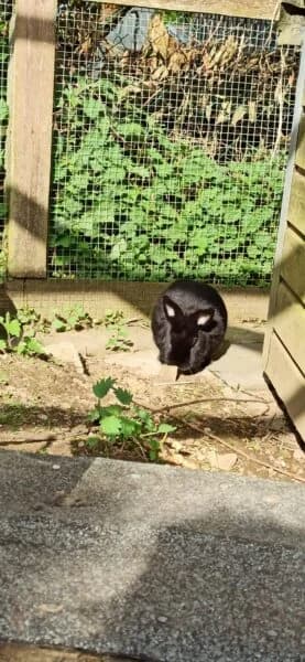 Blacky, male mixed breed for adoption at Tierheim Mayen, Mayen