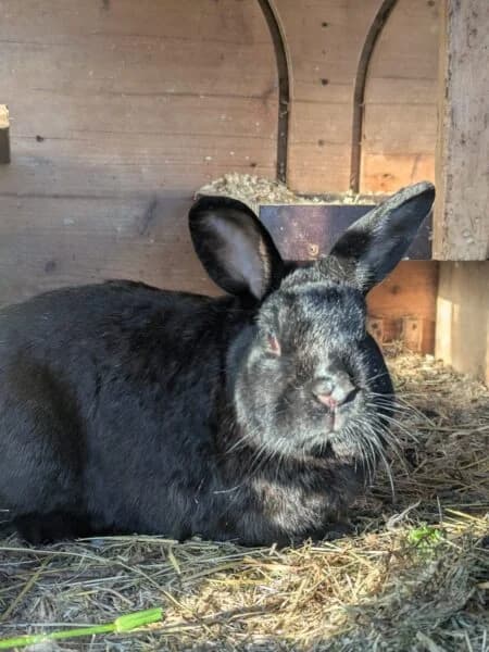 Flocke, male mixed breed for adoption at Tierheim Mayen, Mayen