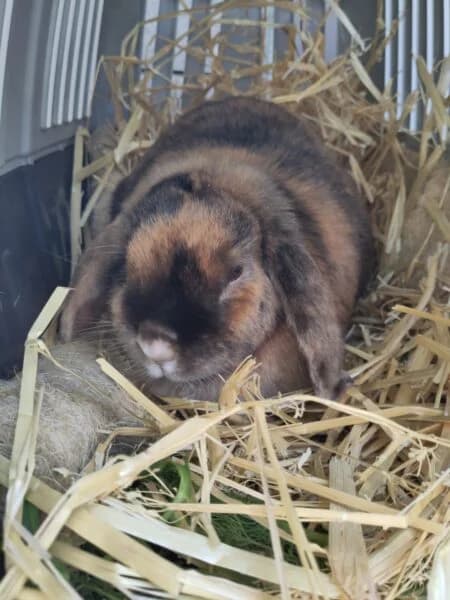 Fluffy, female mixed breed for adoption at Tierheim Mayen, Mayen