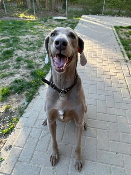 Ben, male senior Weimaraner for adoption at Tierheim Mayen, Mayen