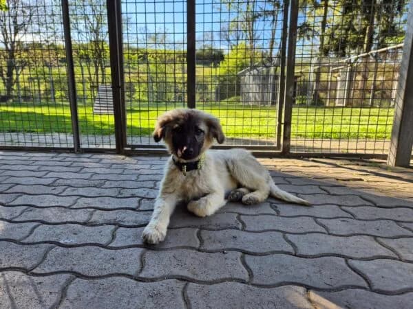Puffboy, male puppy Mixed Breed for adoption at Tierheim Mayen, Mayen