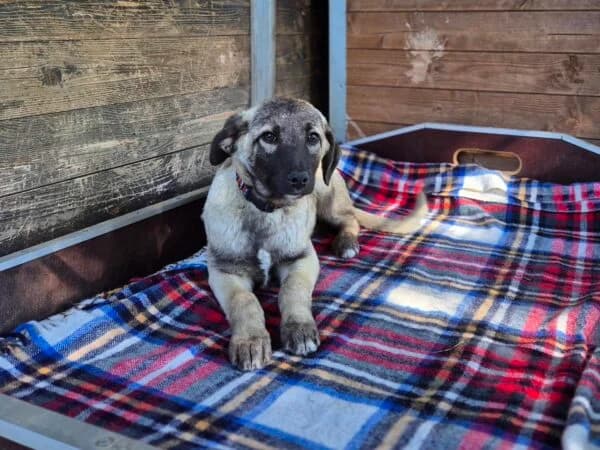 Shorty, male puppy Mixed Breed for adoption at Tierheim Mayen, Mayen