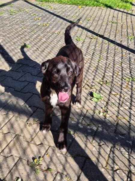 Sunny, female puppy Mixed Breed for adoption at Tierheim Mayen, Mayen