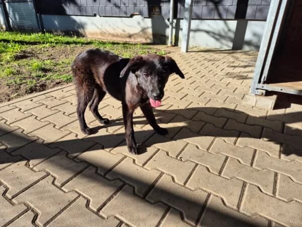 Shiny, female puppy Mixed Breed for adoption at Tierheim Mayen, Mayen