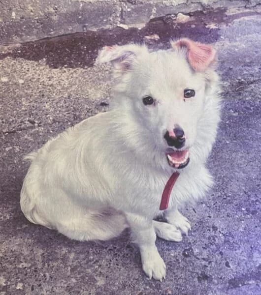 Dario, male 3yo Mixed Breed for adoption at Tierheim Mayen, Mayen