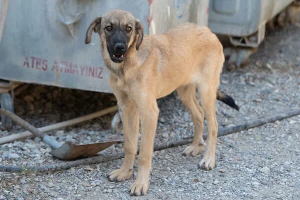 Lucy, female young Mixed Breed for adoption at Tierheim Mayen, Mayen