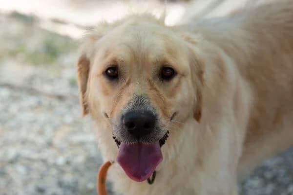 Lady, golden female young Golden Retriever for adoption at Tierheim Mayen, Mayen