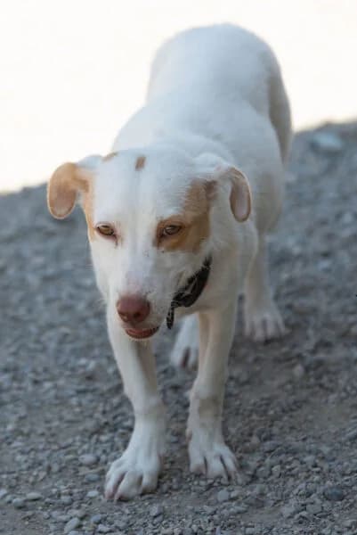 Emma, female young Mixed Breed for adoption at Tierheim Mayen, Mayen